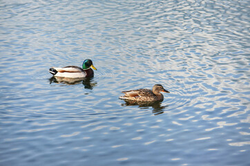 Two ducks float in water