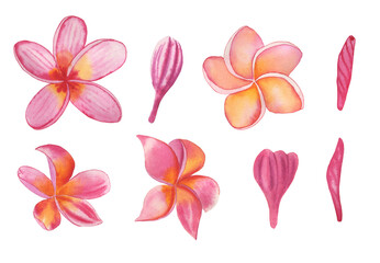 Frangipani watercolor set. Exotic flowers and buds of plumeria on an isolated background. Hand drawn illustration clip art.