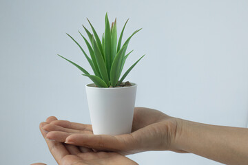 Cactus houseplant in a flower pot in woman hand.