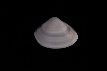 shell clam sea sea seafood on black background close-up