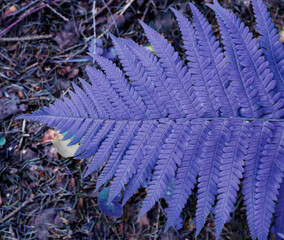 Trendy Color of the year 2022 Very Peri. Fern leaf close-up. Lilac fern in the forest. Top view....
