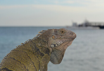 IGUANA IN THE SEA