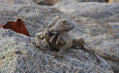 IGUANA IN THE SEA