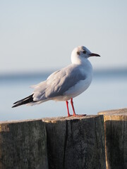 Möwe