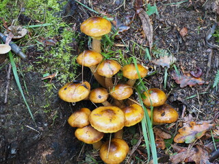 setas color marrón, producto tipicamente otoñal que forman parte de nuestra flora, mellid, la coruña, españa, europa