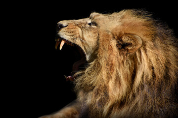 Lion , Portrait Wildlife animal isolated , africa predator