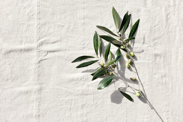 Olive branch with olive fruits on linen background. Mockup for concept of wellbeing, skincare,...