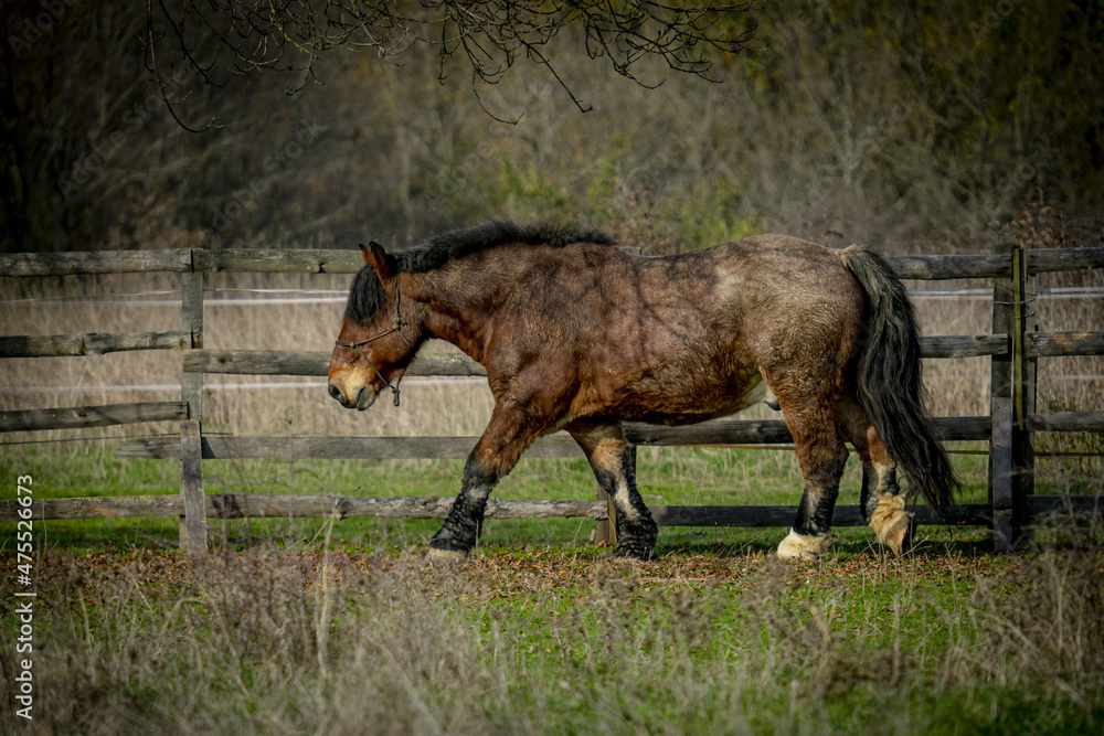 Wall mural Brown horse on a field with a halter on its head