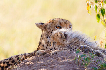 Cheetah mother with a young cub enjoying the shade