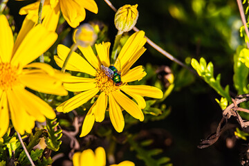 green fly on yellow flower