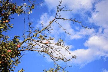 branches against sky