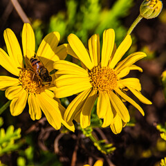 bee on yellow flower chamomile