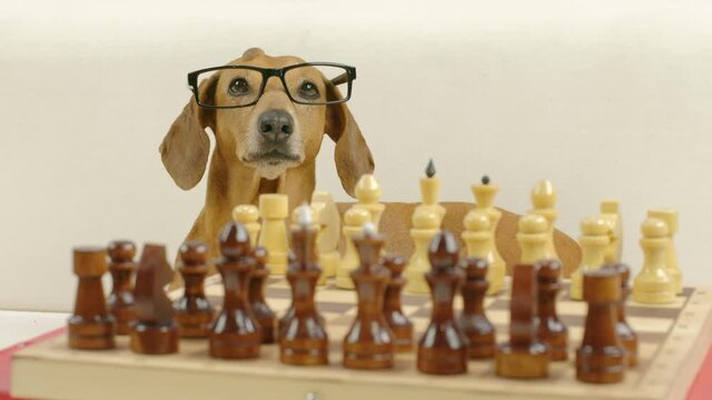 Serious dachshund with glasses plays chess. A smart dog is sitting at a table in a casino.