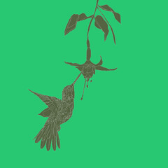 Koliber w powietrzu spijający nektar z  fuksji - obrazy, fototapety, plakaty