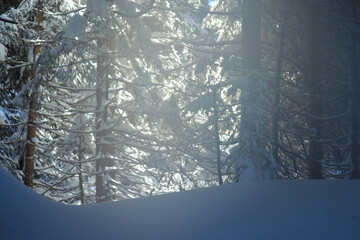 Sun shining through the trees in a deeply snow covered forest.