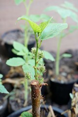 fresh green Morus alba leaves in nature garden