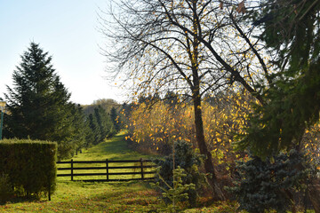 Autumn landscape with fir trees and yellowed leaves. Wooden fence that surrounds meadows where animals graze.