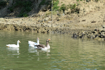 Two parents geese with their chick swim in the pond. Poultry grazes. Free geese swim in the river