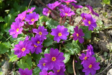 Primrose flowers stand out brightly on gray ground.