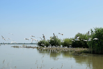 Seagull birds flying over Danube. Landscape with waterline, seagulls and other birds, reeds and vegetation in Danube Delta, Romania