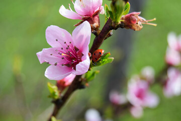Delicate pink floral background with copy space and blurred background. Branches of peach tree in blooming in garden.  Selective focus