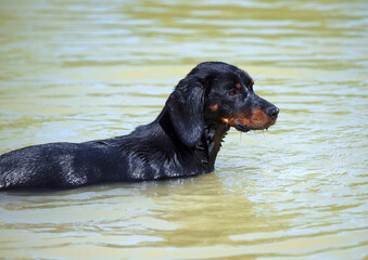 Portrait of the young female of the breed Slovakian Hound 