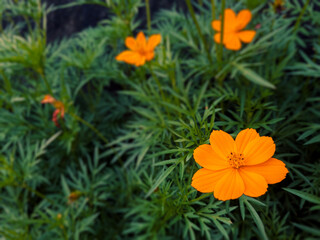 Yellow and white flowers blooming in the grass. Close-up of yellow and white flowers on green grass. Vibrant white flowers with yellow centers in the garden