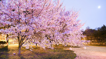 Landscape of blooming sakura in a Zhongshan Park on a sunny day in Qingdao, China - obrazy, fototapety, plakaty