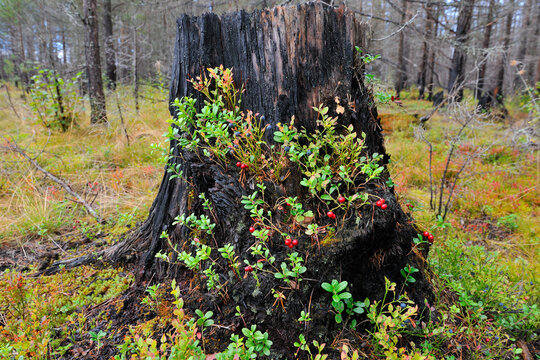 Nationalpark Hamra in Schweden im Herbst