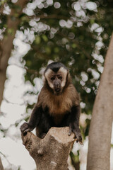 brown nail monkey on a tree in Brazil
