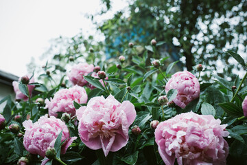 pink peonies flowers. Beautiful peony flowers blooming in the garden. fresh flower on the flowerbed.
