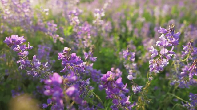 beautiful purple flowers field meadow in sunset lights. nature spring video, landscape background. nature, flowers, spring, biology, fauna, environment, ecosystem
