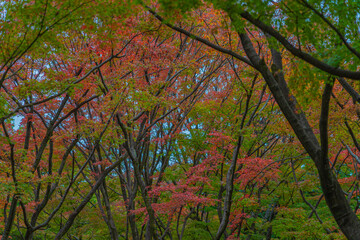紅葉の様子