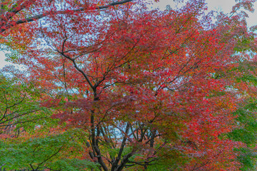 紅葉の様子