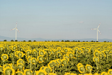 Wind farm in sunflower field