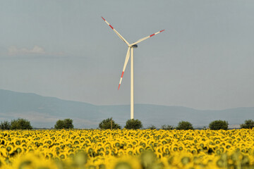 Wind farm in sunflower field