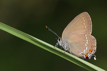  Ilex Hairstreak or Satyrium ilicis butterfly perched on grass blade