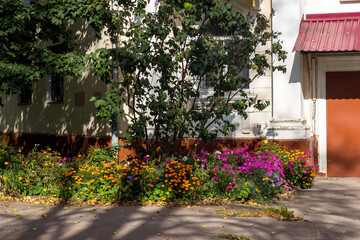 Fototapeta na wymiar A beautiful flower garden broken under the windows of a residential building, decoration of the local area in the city