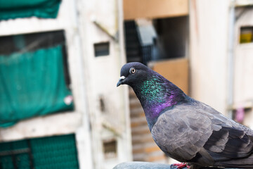 closeup of beautiful pigeon bird sitting on pipe with blurry building background. beautiful pigeon...
