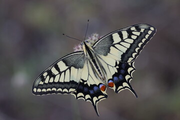 upperwings of swallowtial butterfly on a plant