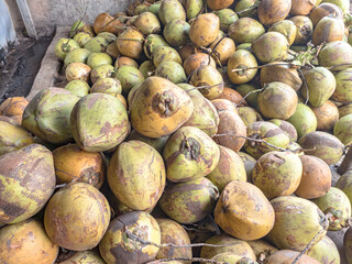 heap of young coconut in coconut trader. Pile of coconuts in the food market. Pile of tropical fresh young coconuts to attract buyers at city market stall, agricultural products. Healthy nutrition