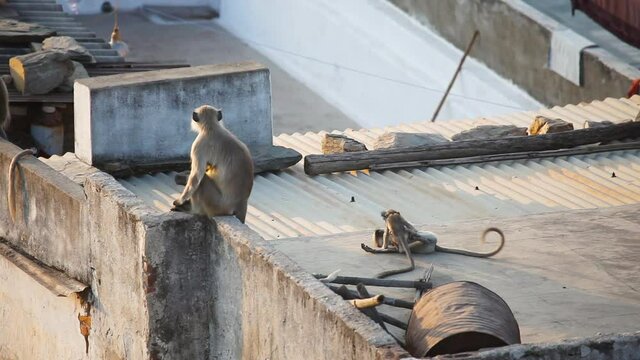 Monkeys live in the city