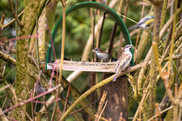 Two hawfinch feeding in a backyard