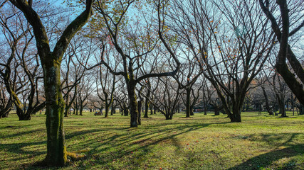 Fototapeta na wymiar Beautiful green grassy area with shade trees in a park