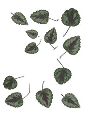 green small leaves of Ceropegia woodii climbing plant isolated