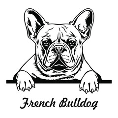 French Bulldog peeking out a dog. Fat Bulldog. Black and white vector illustration. Clipart for cutting and printing