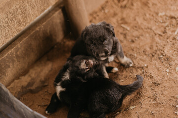 black puppy playing on the ground