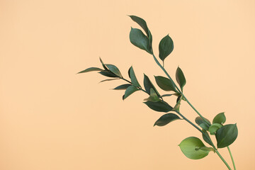 Twig with green leaves of ruscus isolated.