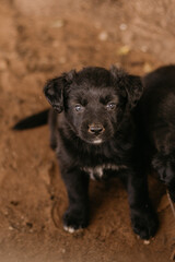 black puppy playing on the ground