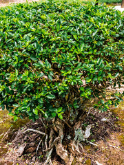 Greenery and very dense leaves in the garden
